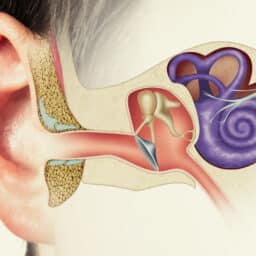 Drawing of the ear system